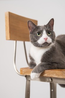 fotos-mascotas-dante