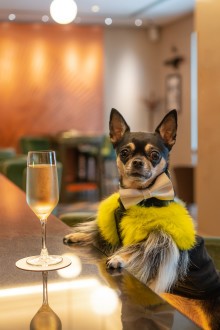 fotos-mascotas-dolly