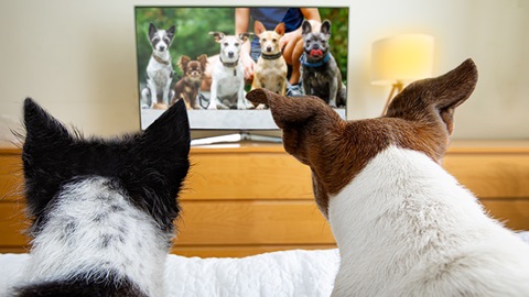 TV para perros