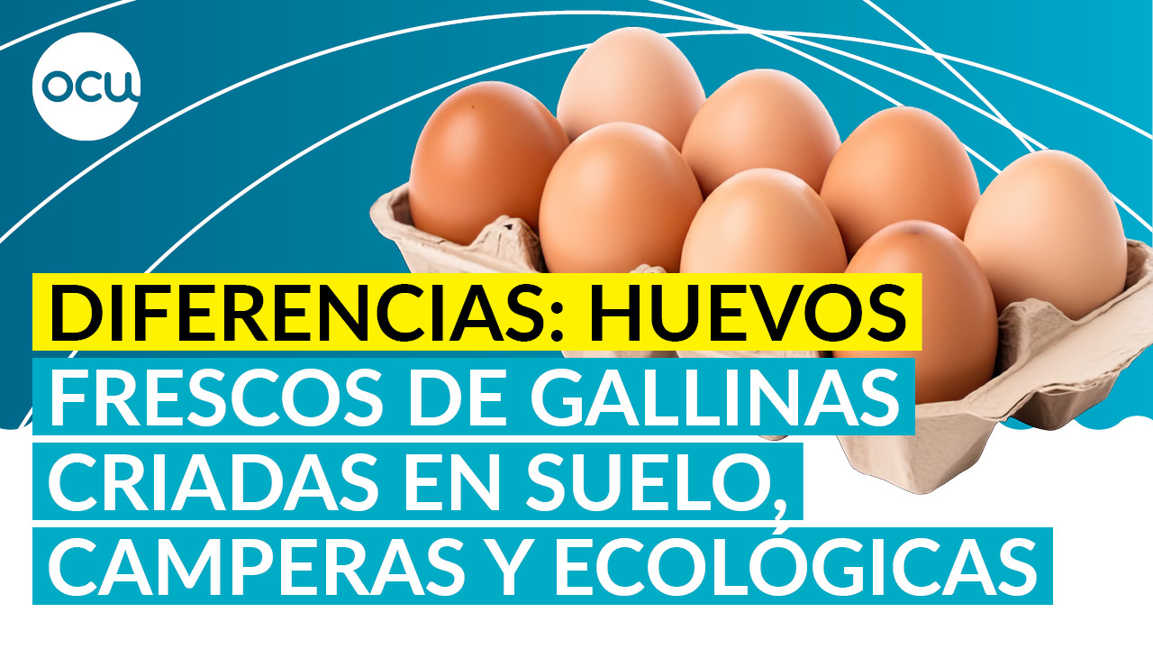¿Diferencias entre huevos frescos de gallinas criadas en suelo, camperas y ecológicas?
