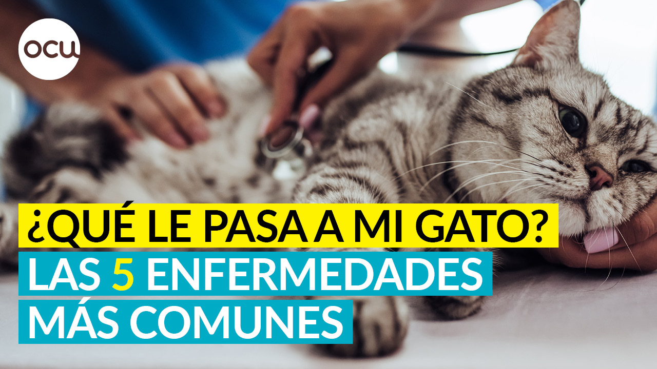 GATOS, 5 enfermedades muy comunes 