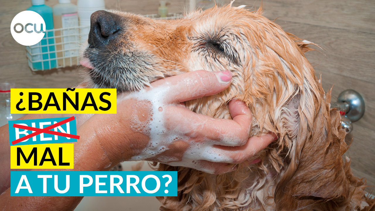 Errores que cometemos al bañar a nuestras mascotas