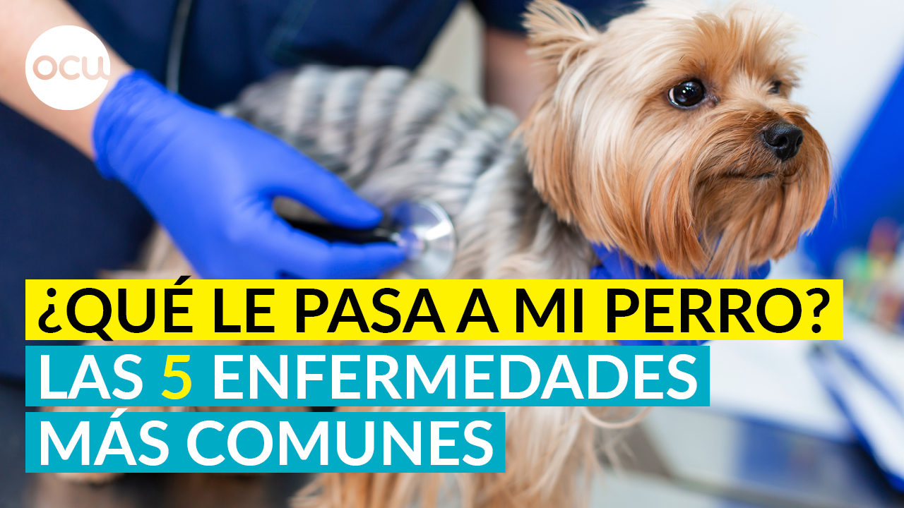 Las 5 enfermedades más comunes de los perros
