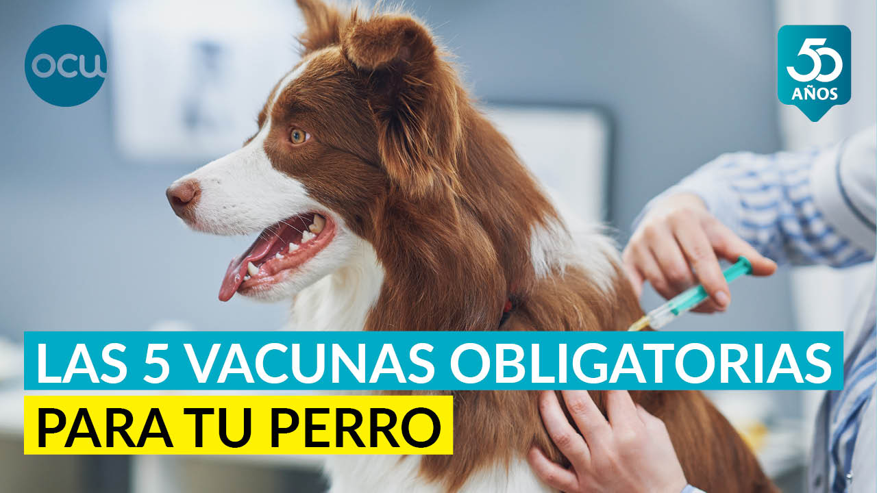 Las vacunas obligatorias y recomendables para tu perro