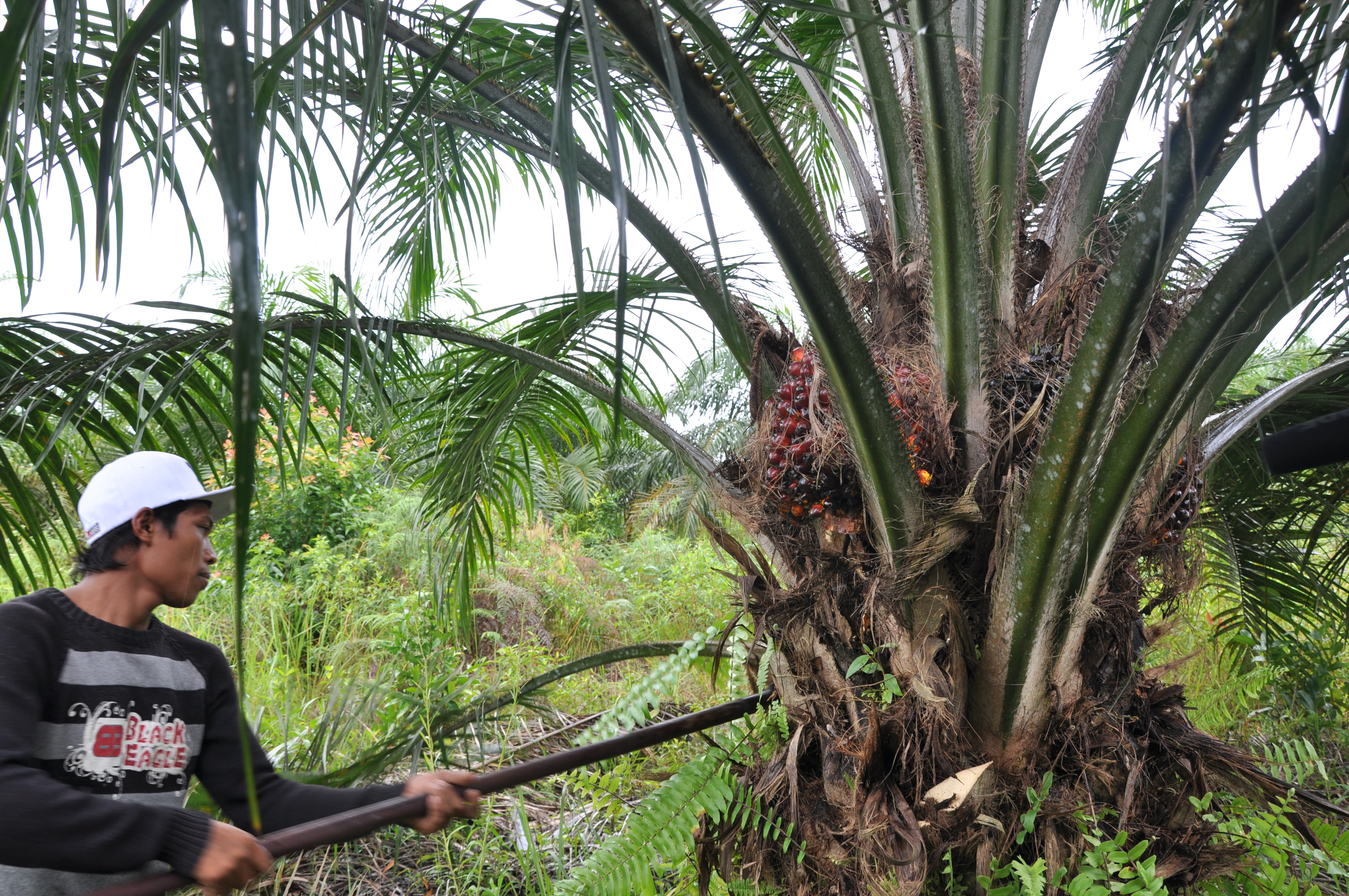 Aceite De Palma Ocu Aceite De Palma Ocu