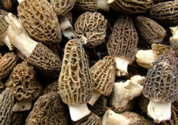 las setas son verduras