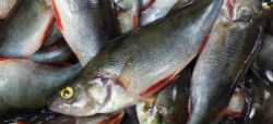 Pescado