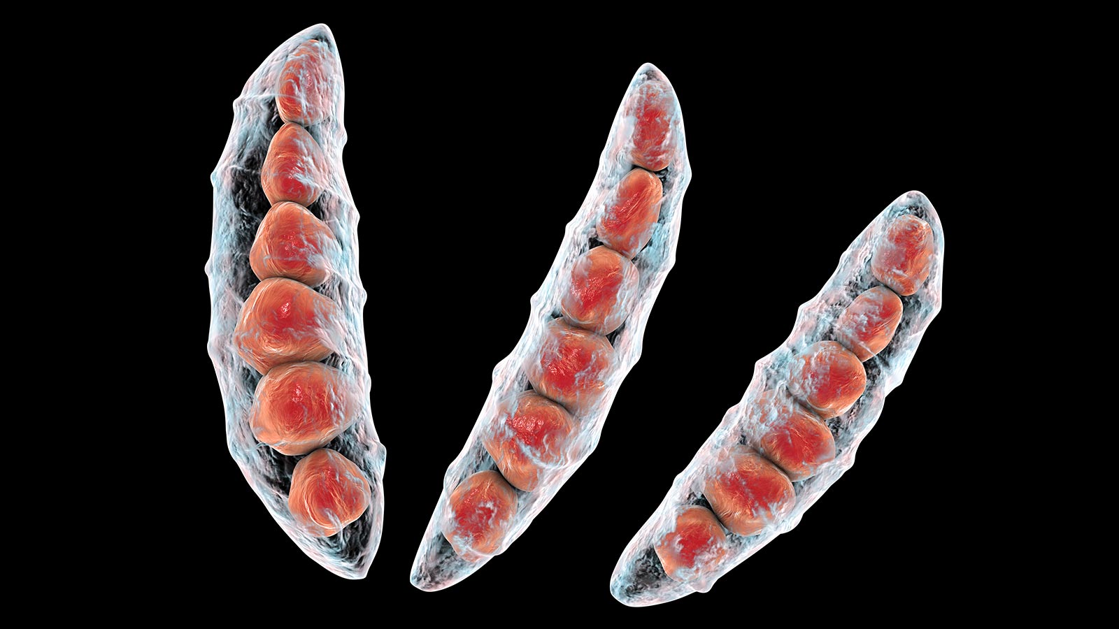 Micotoxinas preocupación real