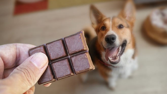 chocolate